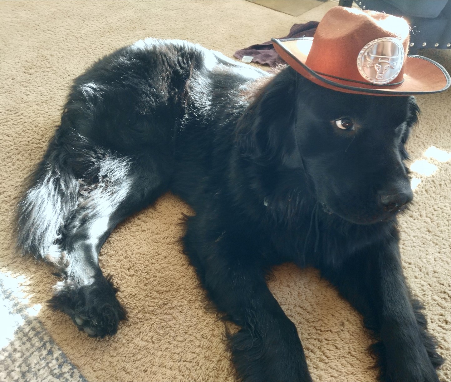 Bruce the Newfoundland dog - Nortex Group mascot